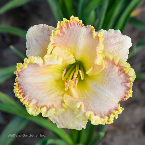 Hemerocallis 'Singular Sensation'