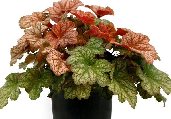 Heuchera 'Changeling'