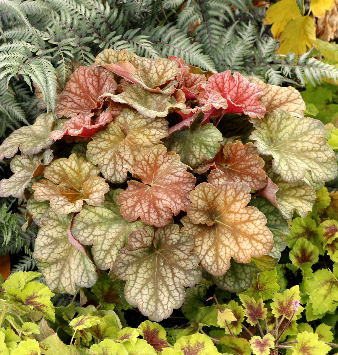 Heuchera 'Changeling'