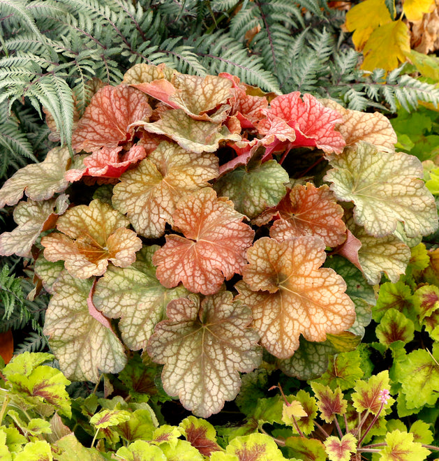 Heucheras &amp; Tiarellas