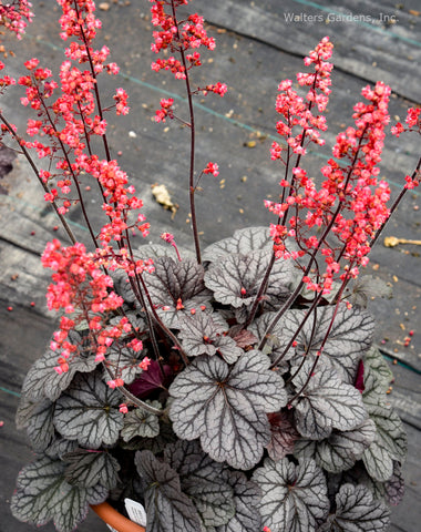 Heuchera 'Glazed and Infused'