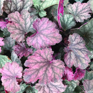 Heuchera 'Pinky Panky'