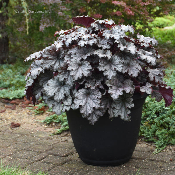 Heuchera 'Prom Dress'