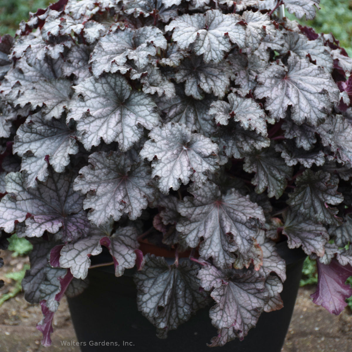 Heuchera 'Prom Dress'