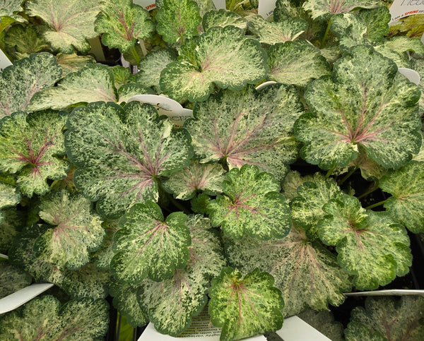 Heuchera 'Snowy Panky'