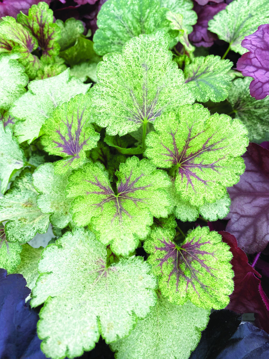 Heuchera 'Snowy Panky'