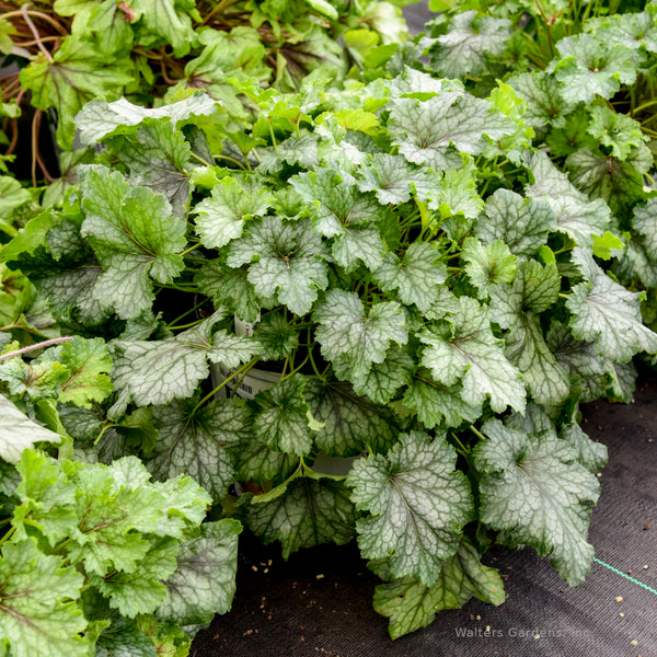 Heucherella 'Shadow Tag'