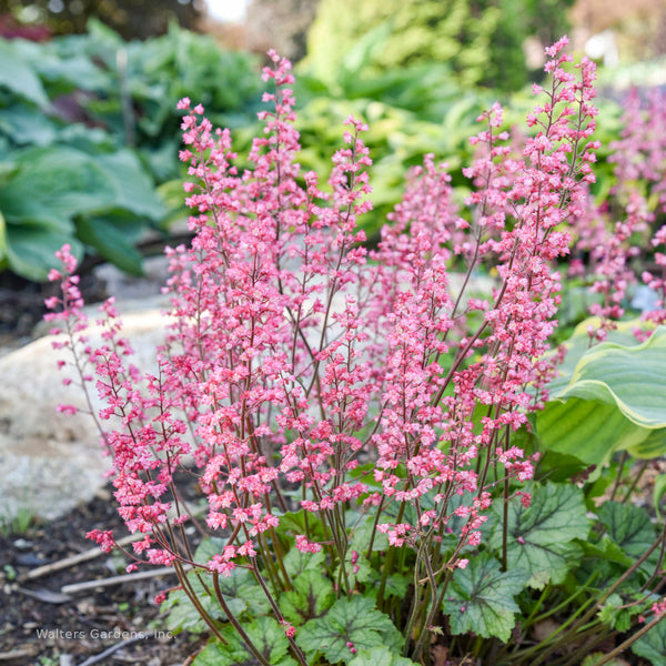 Heucherella 'Shadow Tag' flowers