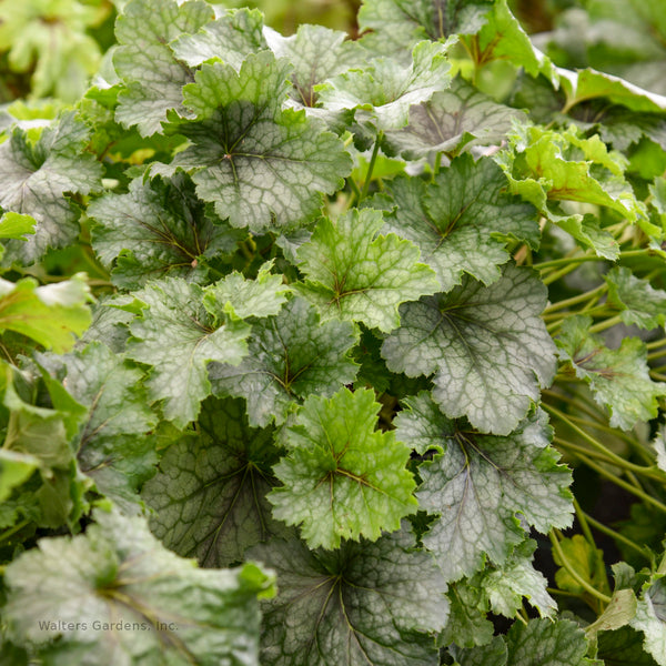 Heucherella 'Shadow Tag'