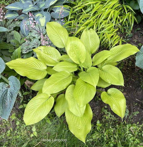 Hosta 'Abiqua Recluse'