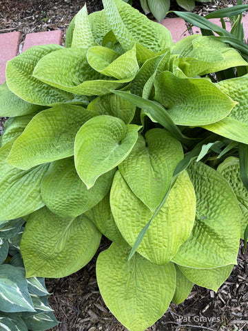 Hosta 'Abiqua Recluse'