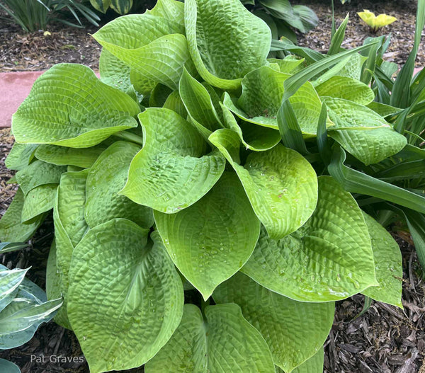 Hosta 'Abiqua Recluse'