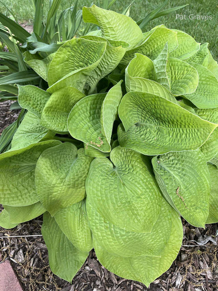 Hosta 'Abiqua Recluse'
