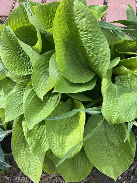 Hosta 'Abiqua Recluse'