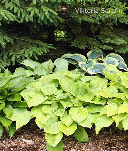 Hosta 'Abiqua Recluse'