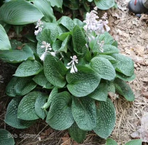 New Hostas for 2025