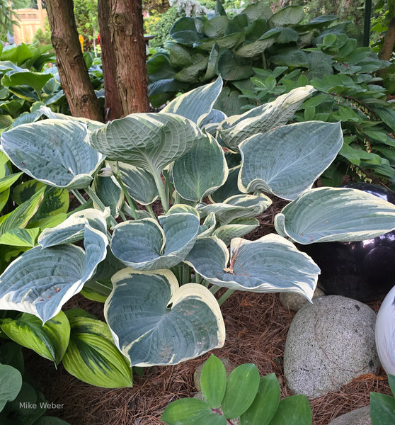 Hosta 'And You and I'