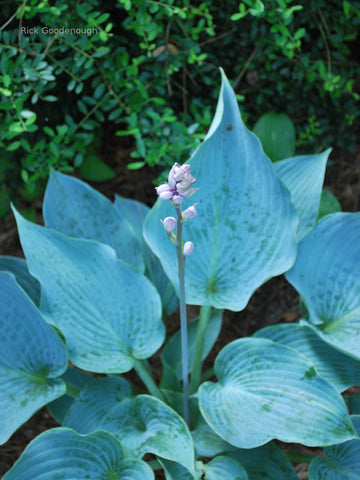 Hosta 'Aragorn'