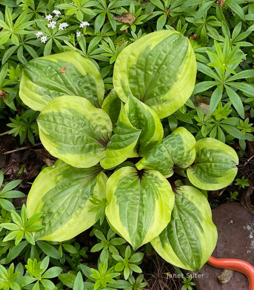 Hosta 'Avocado Toast'