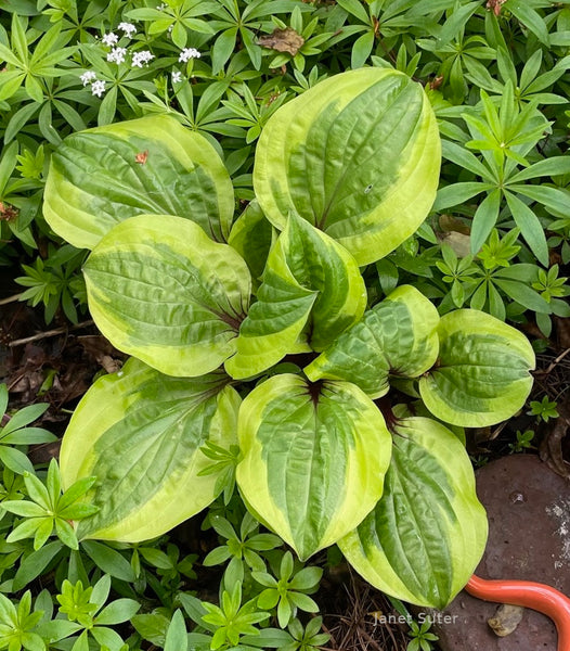 Hosta 'Avocado Toast'