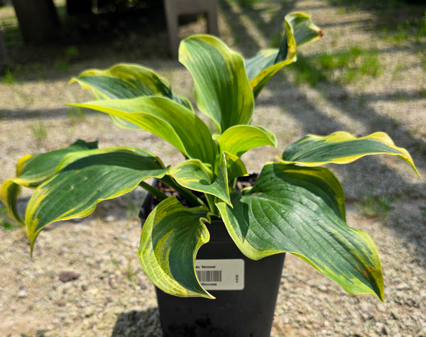 Hosta 'Baroness'