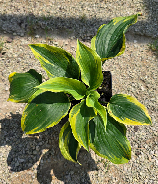 Hosta 'Baroness'