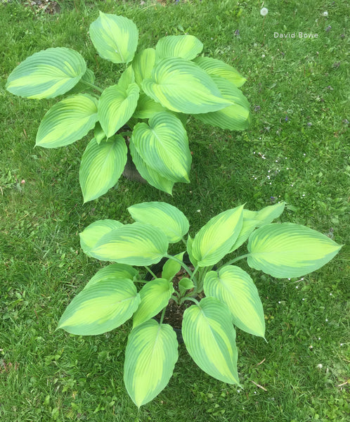 Hosta 'Beau Brummell'