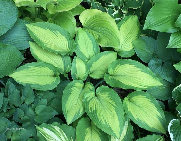 Hosta 'Beau Brummell'