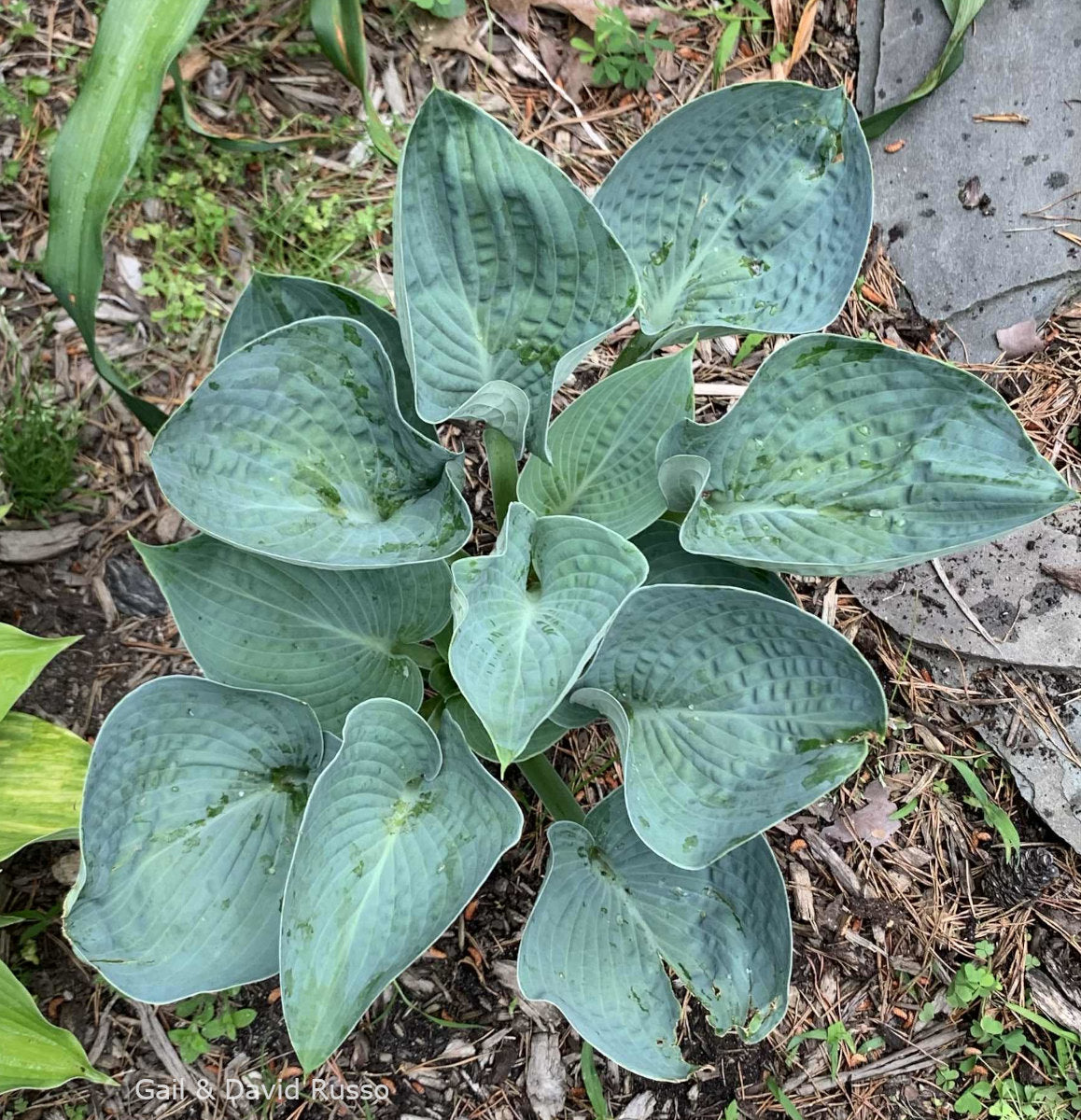 Hosta 'Beer Belly Blues'