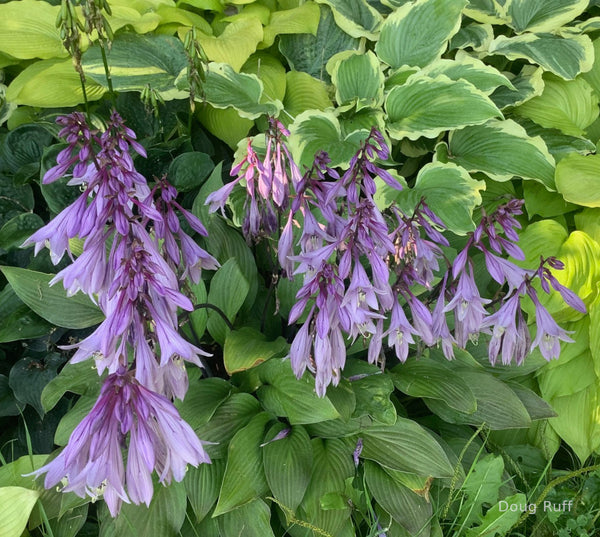 Hosta 'Bloodline' in bloom