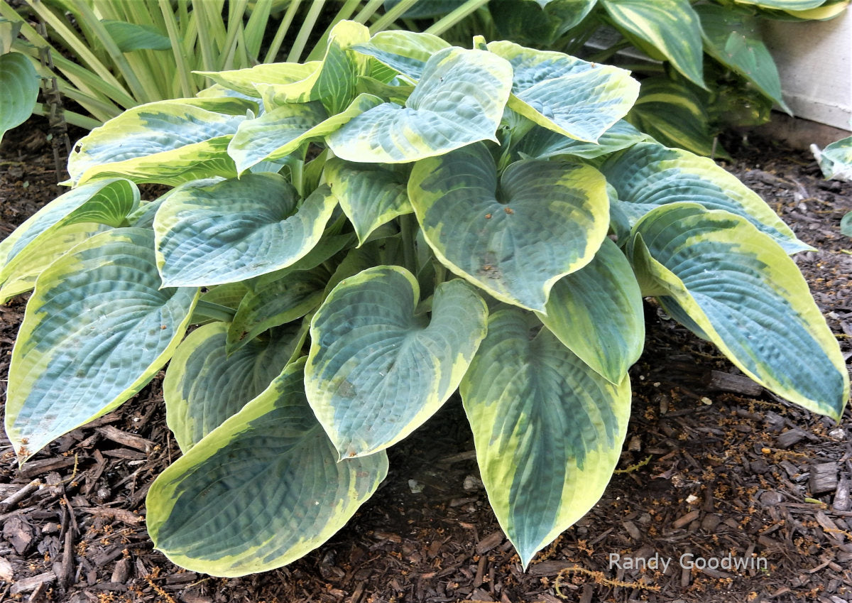 Hosta 'Blueberries and Cream'