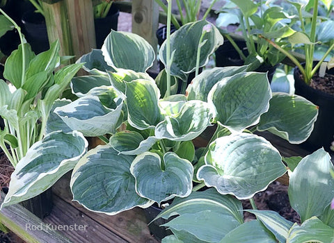 Hosta 'Blueberry Parfait'