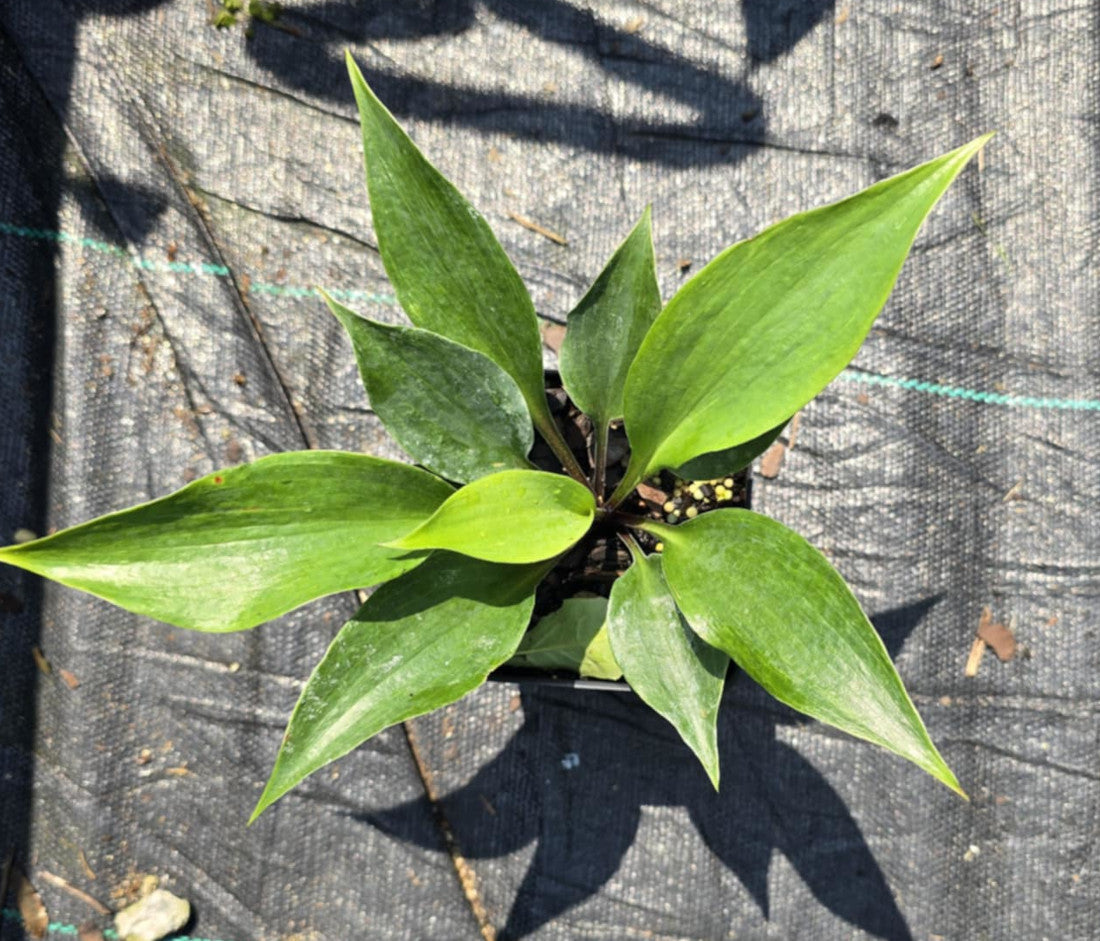 Hosta 'Blushing Sky'