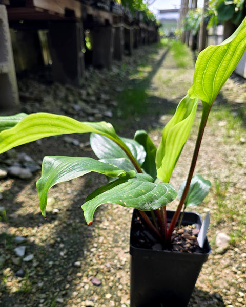 Hosta 'Bonfire Akagi'