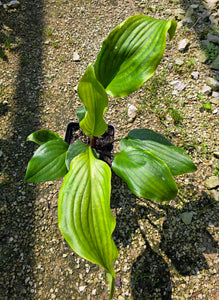 Hosta 'Bonfire Akagi'