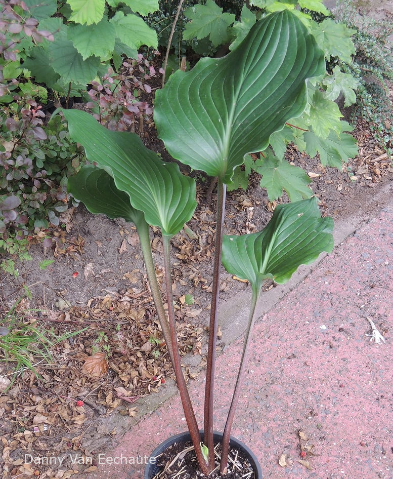 Hosta 'Bonfire Akagi'