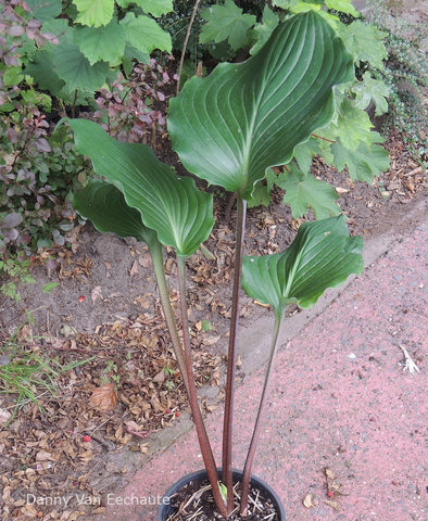 Hosta 'Bonfire Akagi'