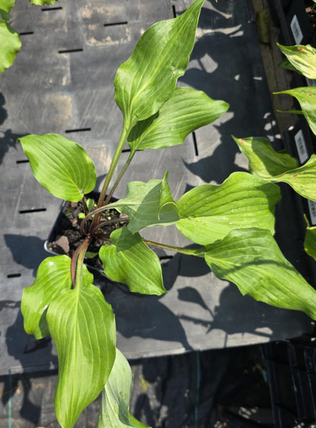 Hosta 'Born To Be Alive'