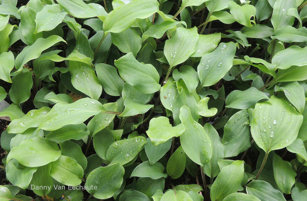 Hosta 'Born To Be Alive'