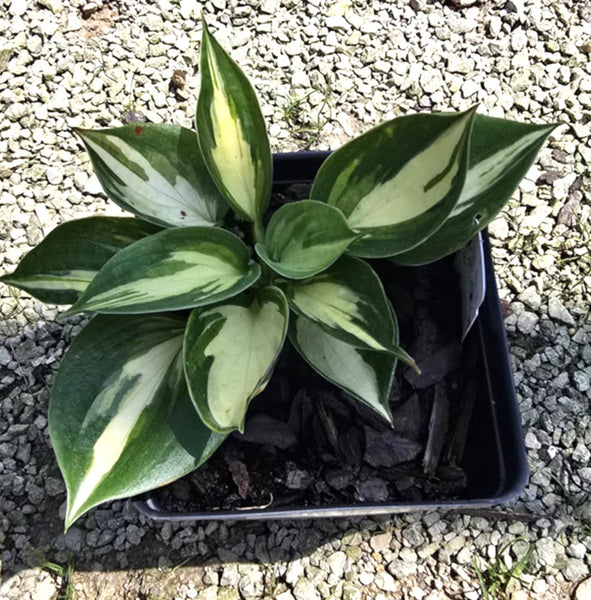 Hosta 'Bounty'