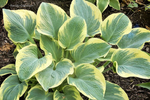 Hosta 'Breakwater'