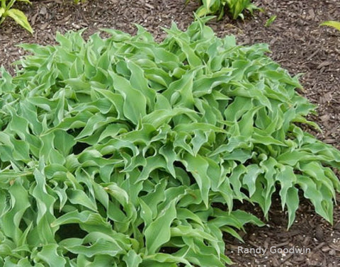 Hosta 'Briar Patch'