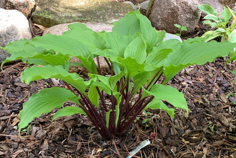 Hosta 'Bricks 'n' Ivy'