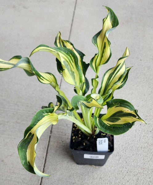 Hosta 'Bullfrog'