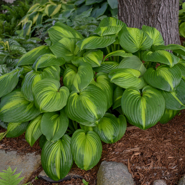 Hosta 'Cathedral Windows'