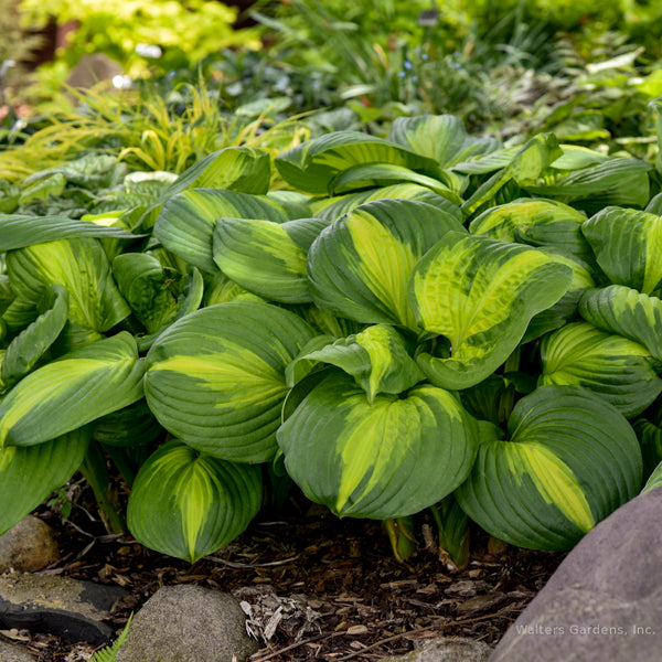 Hosta 'Cathedral Windows'