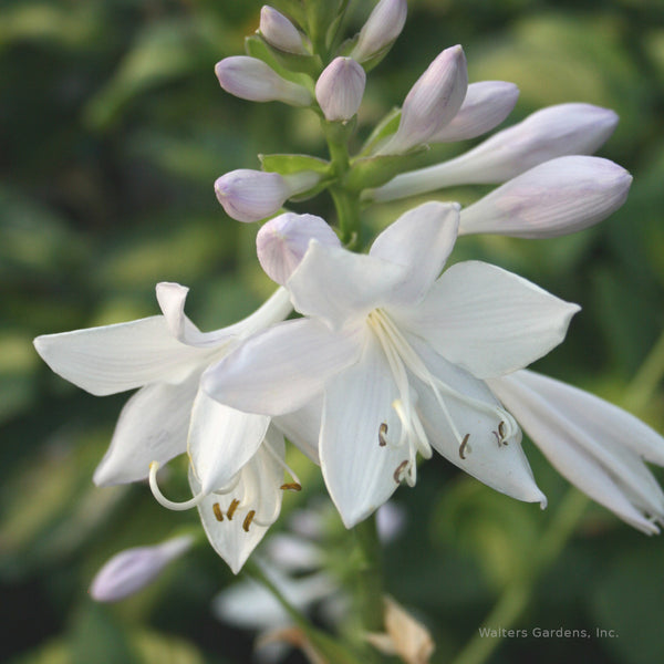 Hosta 'Cathedral Windows' flower