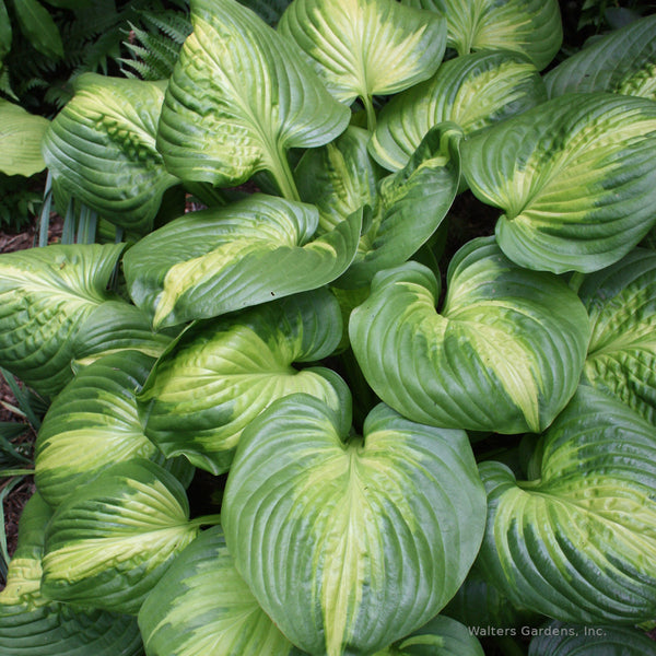 Hosta 'Cathedral Windows'