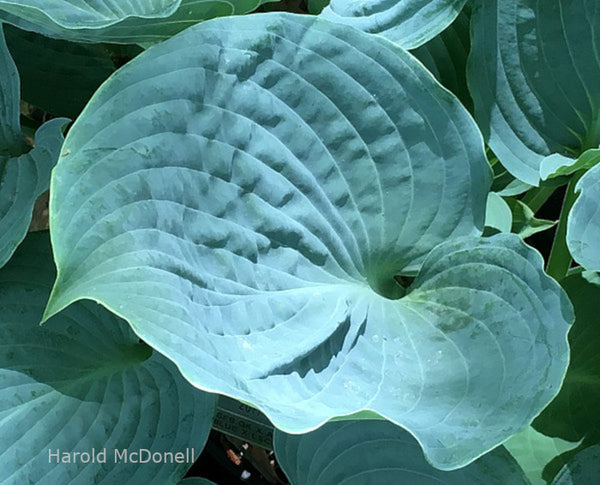 Hosta 'Celestial Sea Glass' leaf