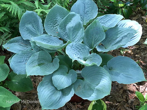 Hosta 'Celestial Sea Glass'